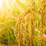 Sugarcane, rice production show strong growth in Pakistan