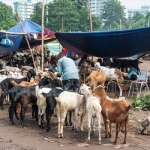 Karachi authorities launch crackdown on illegal cattle markets
