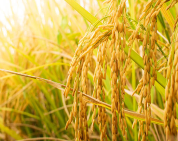 Sugarcane, rice production show strong growth in Pakistan