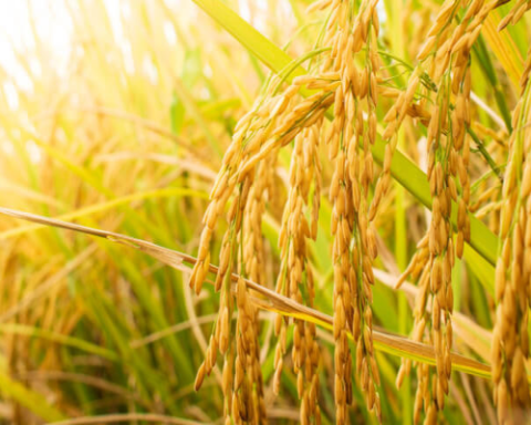 Sugarcane, rice production show strong growth in Pakistan