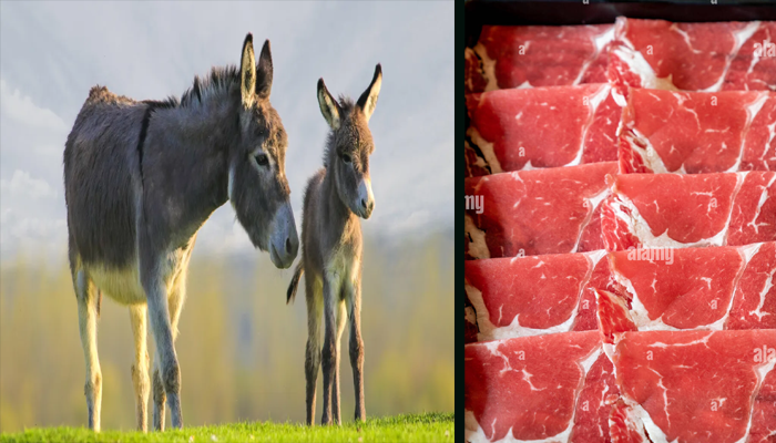 Islamabad food authority seizes donkey meat