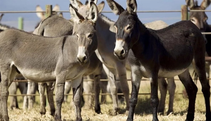 Gwadar exports donkey meat to China
