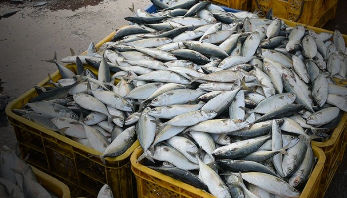 Korangi fish harbour set for global-standard upgrade