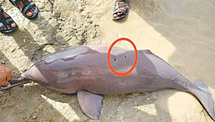 Viral video captures blind dolphin’s tragic death in Sukkur Barrage