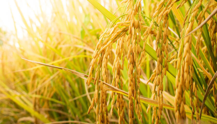 Sugarcane, rice production show strong growth in Pakistan