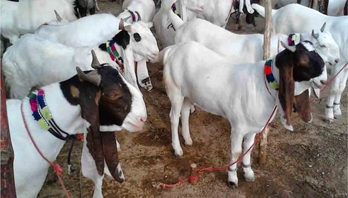 25 Eid sacrificial goats stolen in Karachi robbery