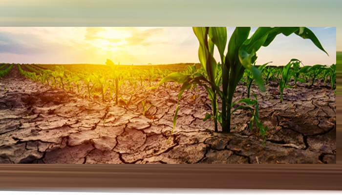 Scorched earth, shattered harvests: Pakistan’s fight for agricultural survival