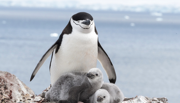 10,000 naps a day: how chinstrap penguins survive on microsleeps