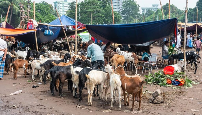 Karachi authorities launch crackdown on illegal cattle markets