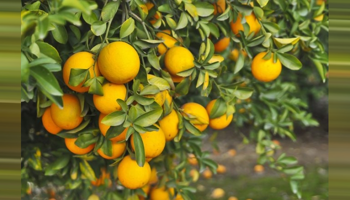 Pakistan sets 300,000-tonne orange export target for new season