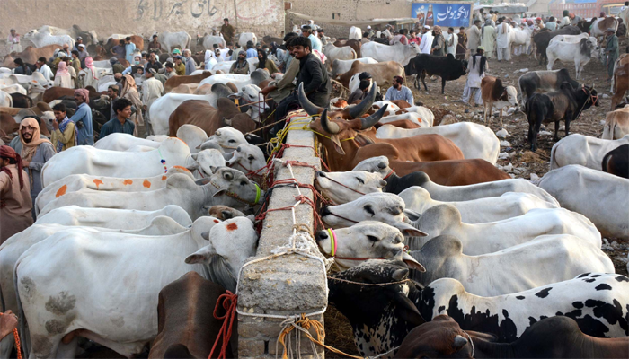 Karachi enforces strict permit rules for cattle markets ahead of Eid ul Adha 2026