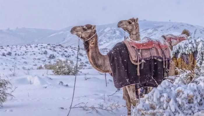 Saudi Arabia witnesses snow for first time in three decades