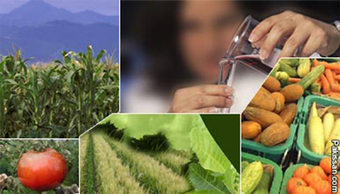 Harvesting sustainability: Biotechnology's role in agricultural advancement