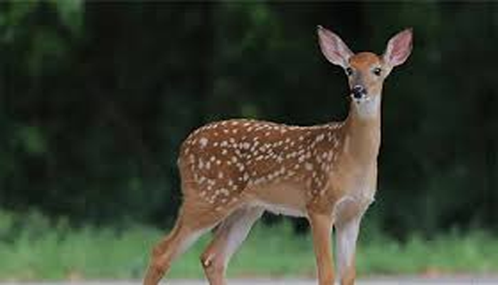 Marsala hills deer killing incident under investigation: Musadik Malik