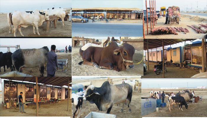 Northern Bypass ready to host Cattle-Friendly Market 2025